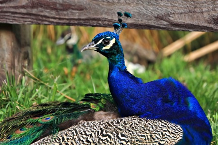 All the colours of a peacock