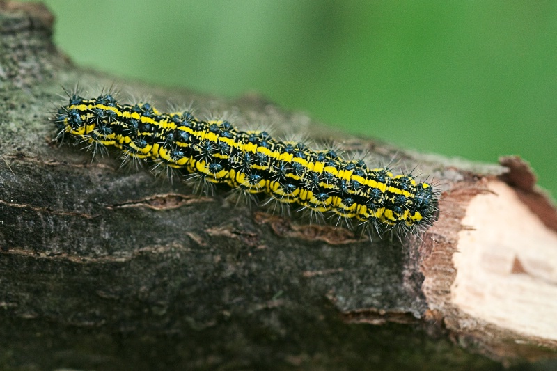 Caterpillar On The Move