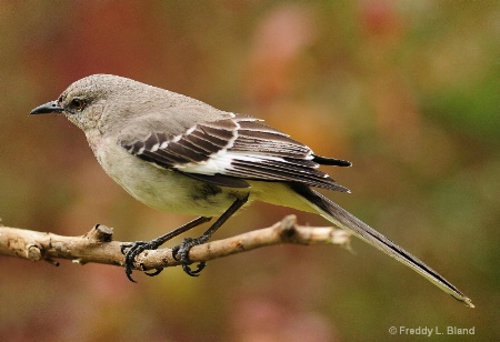 Mockingbird