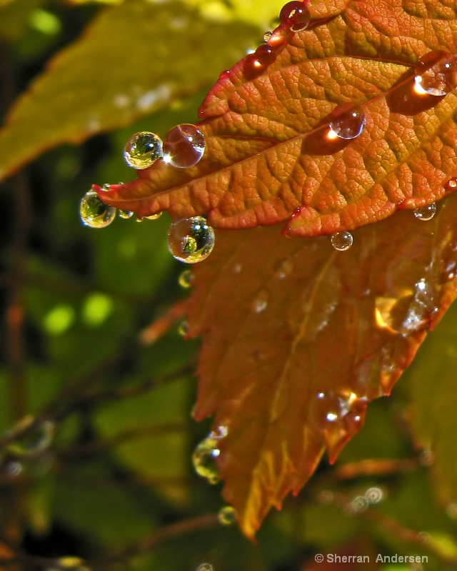 Spring Shower