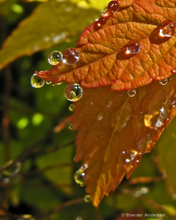 Spring Shower