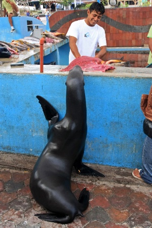 Fish Market High Five