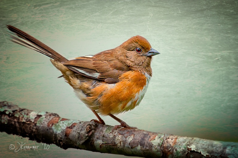 Towhee