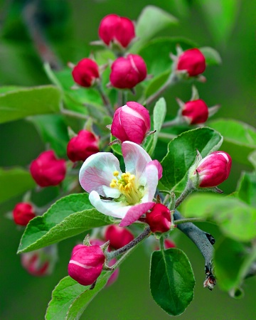 Blooming Trees!