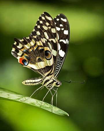 Out on a Limb