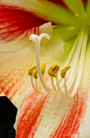 Amaryllis Close Up