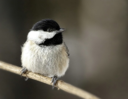 Chickadee