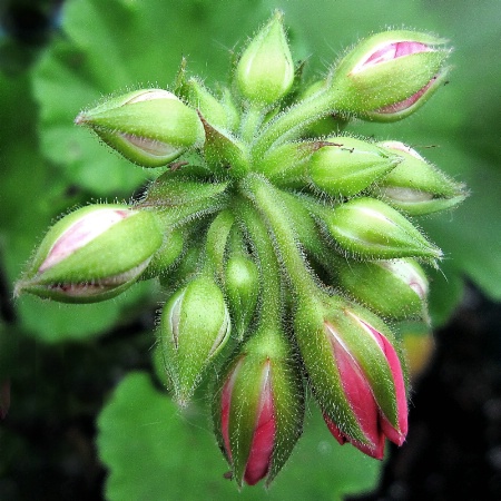 geranium detail