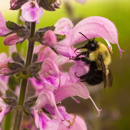 Sweet Nectar (Framed)