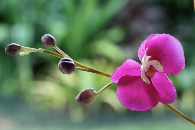 Orchids in Bloom - Shallow Depth of Field