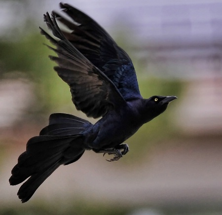 Boat-tailed Grackle