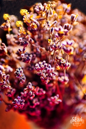 A Bunch of Lavender