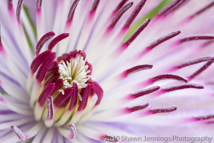 Clematis Up Close