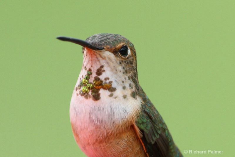 Hummingbird 3529