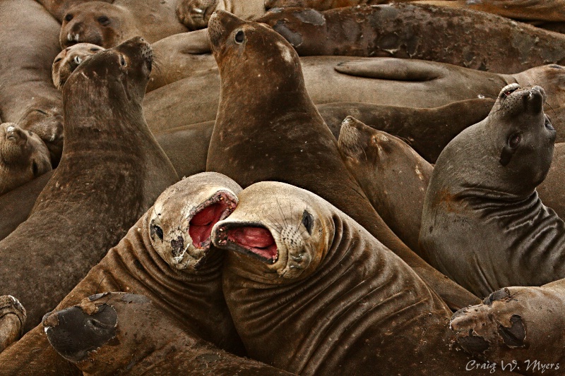 Peeved Pinnipeds