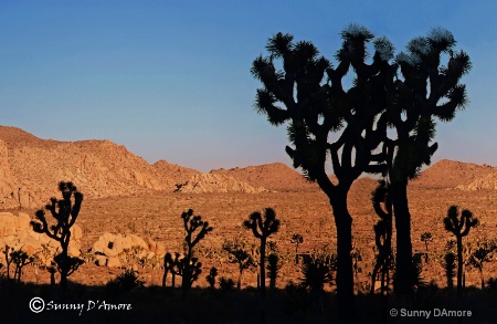 Joshua Tree national Park 