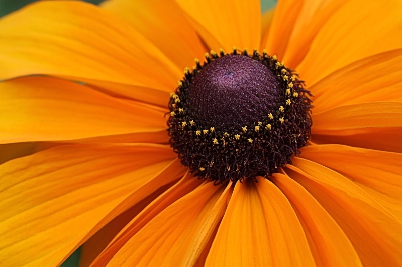 Tiger Eye Rudbeckia