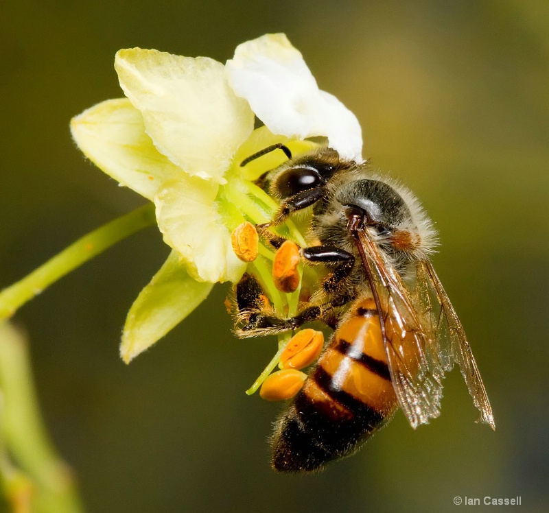 Bee on Creosote flower 