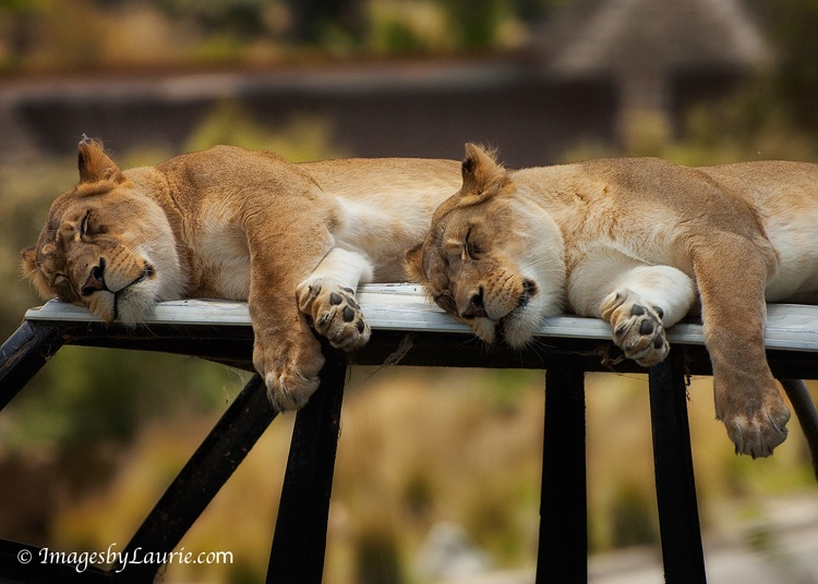 Sleeping Sisters