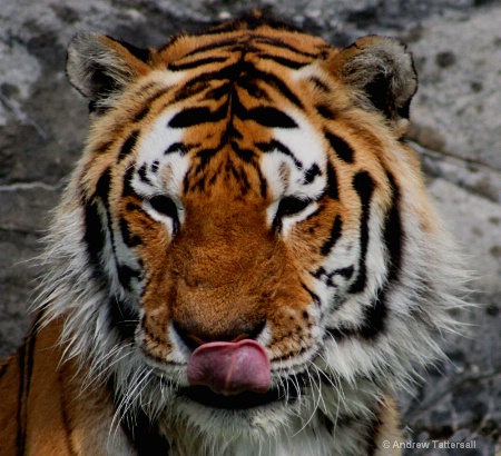 Tiger "Lunch" (After Cropping)