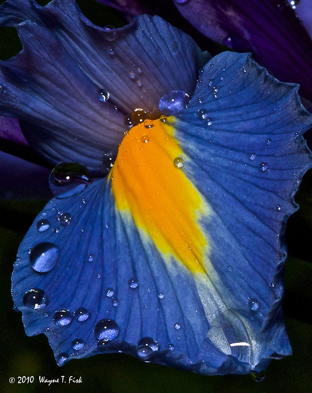 Iris at Dawn 