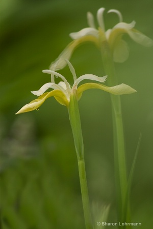 White Iris