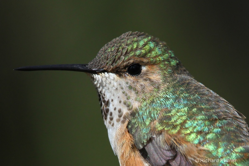 Hummingbird 4286