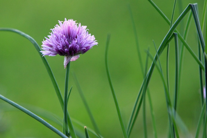 Chives