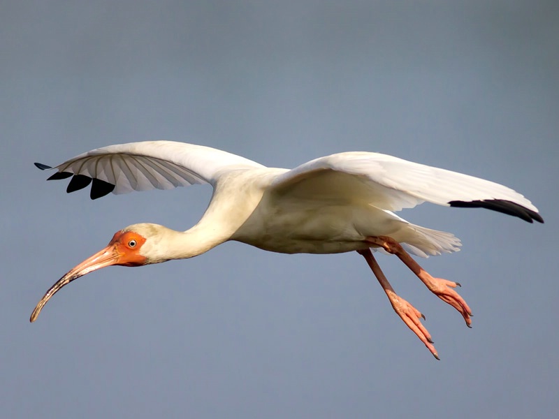 White Ibis