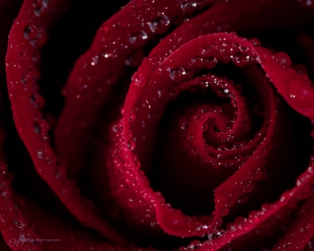 Red Rose Vortex