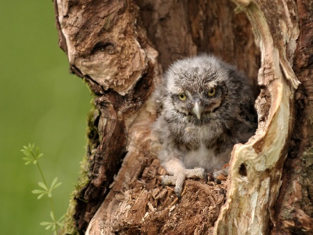 little owl baby