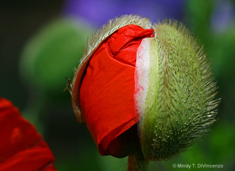 Emerging Poppy