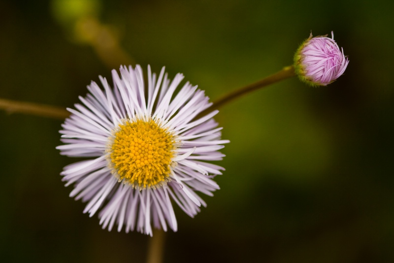 Pretty Weed