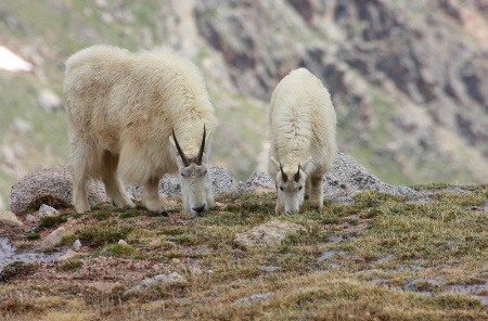 White Mountain Goats Grazing