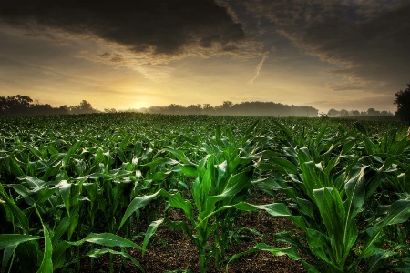 Dawn in the Corn