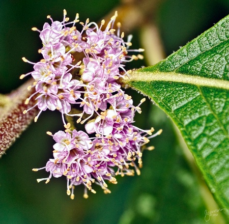 American Beautyberry Flowers