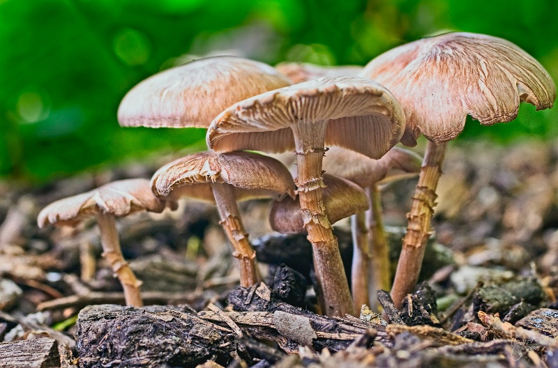 Fungus Forest