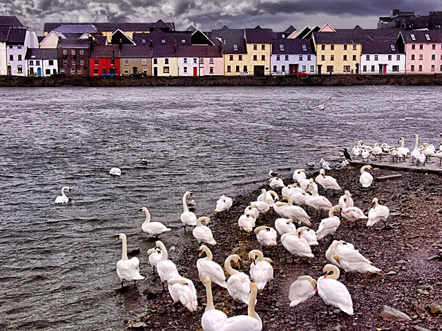 Swans of Galway