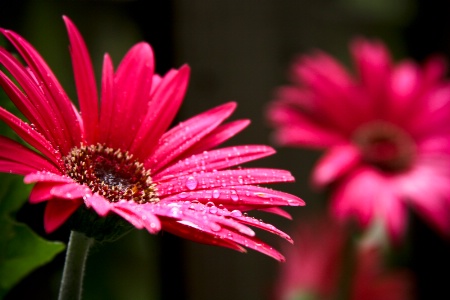 Rainy Day Daisies.....