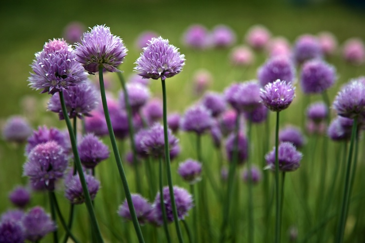 Ant Chives