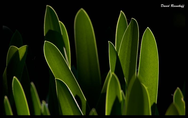 Agapanthus Leafs 1