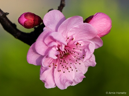 From Bud to Blossom - II