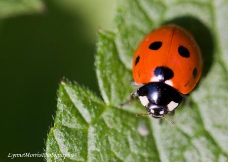 Lil Ladybird