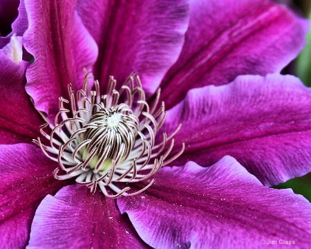 June's Clematis