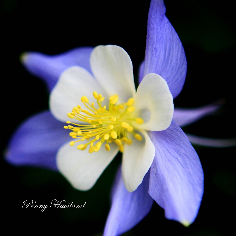 Blue Columbine