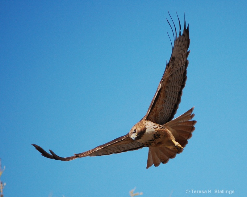 Soaring High