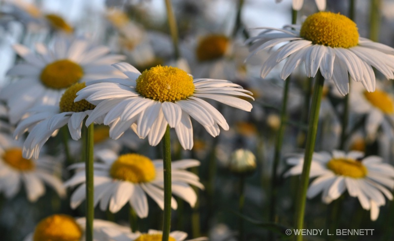 Sunny Side Up, Please!