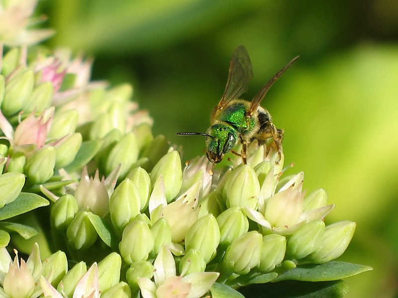 Metallic Bee