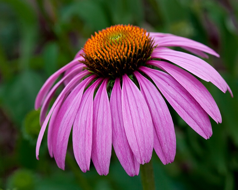 Splendid Cone Flower