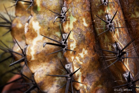 Cactus Spikes*****